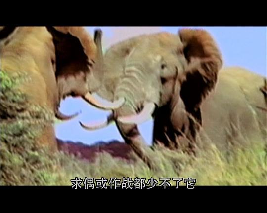 [国家地理]非洲野生动物剧照